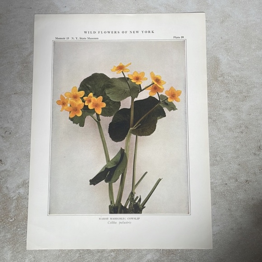 🖤5/$25 🖤 Antique Botanical Marigold Plant Print Original over 100 years old